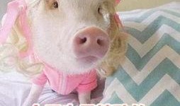 肥猪猪的日常娱乐吃瓜酱,娱乐酱的趣味生活点滴