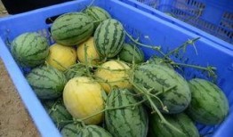 青州网红吃瓜群微信号,揭秘幕后故事，带你领略网络红人魅力