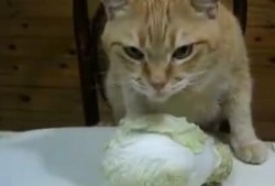 爱吃的小猫被爆料视频在线观看,爱吃美食的萌宠爆笑视频大公开