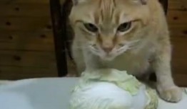 爱吃的小猫被爆料视频在线观看,爱吃美食的萌宠爆笑视频大公开