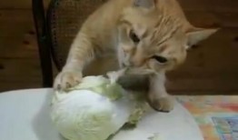 爱吃的小猫被爆料视频在线观看,爱吃美食的萌宠爆笑视频大公开