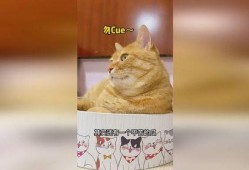 娱乐吃瓜猫