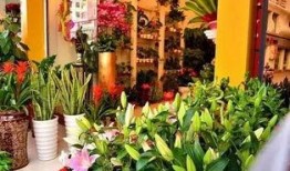 花店吃瓜视频爆料大全,揭秘娱乐圈幕后故事