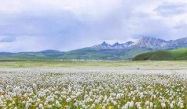 邂逅理塘在线观看,在线探寻神秘高原的美丽画卷