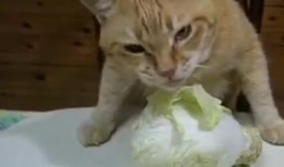 爱吃的小猫被爆料视频在线观看,爱吃美食的萌宠爆笑视频大公开