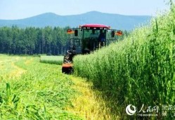 黑龙江农场爆料视频最新,揭秘神秘农业生态圈