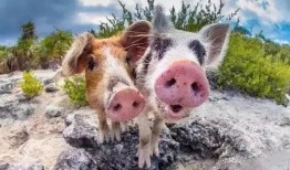 肥猪猪的日常娱乐吃瓜酱,娱乐酱的趣味生活点滴