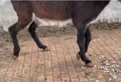 大驴的最新视频爆料,揭秘幕后真相，带你走进事件核心